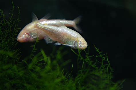 The Blind Cave Tetra: The Freshwater Fish With No .